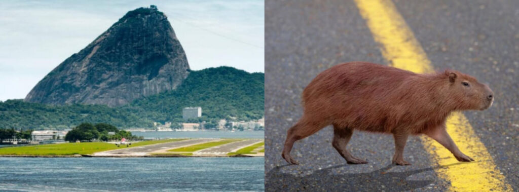 capivara na pista santos dumont